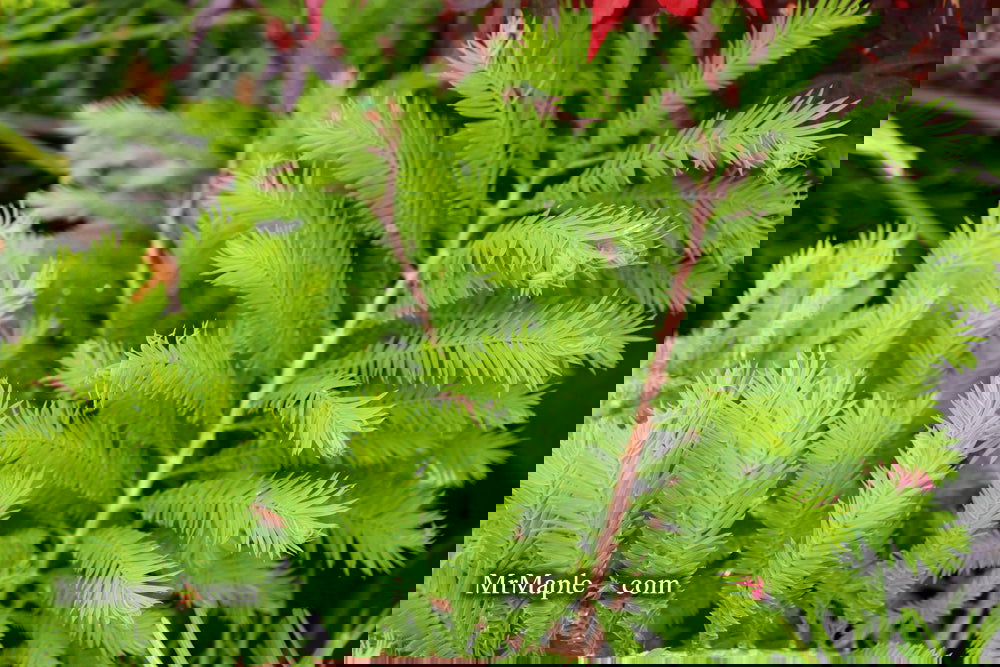 Taxodium distichum 'Gee Whiz' Dwarf Bald Cypress