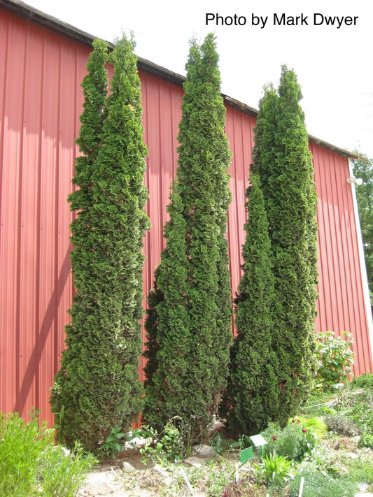 Thuja occidentalis 'Degroot's Spire' Columnar Arborvitae