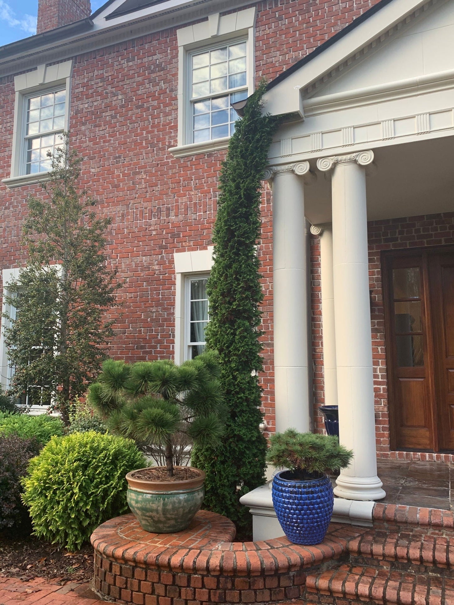 Thuja occidentalis 'Degroot's Spire' Columnar Arborvitae