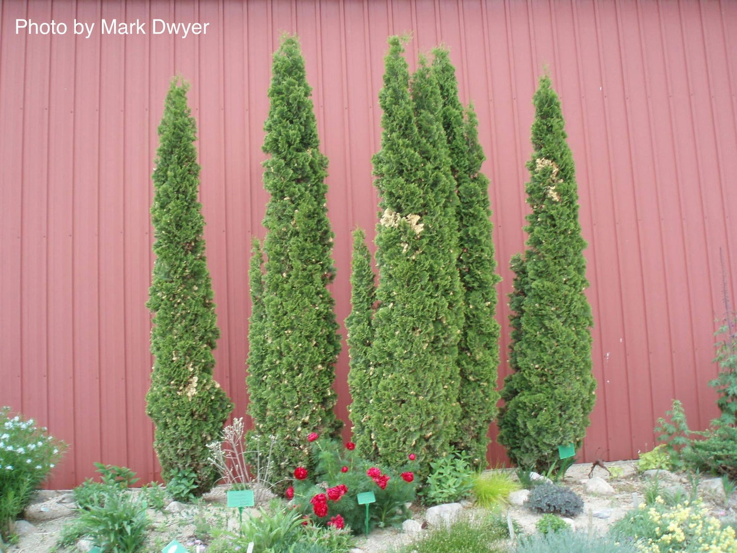 Thuja occidentalis 'Degroot's Spire' Columnar Arborvitae