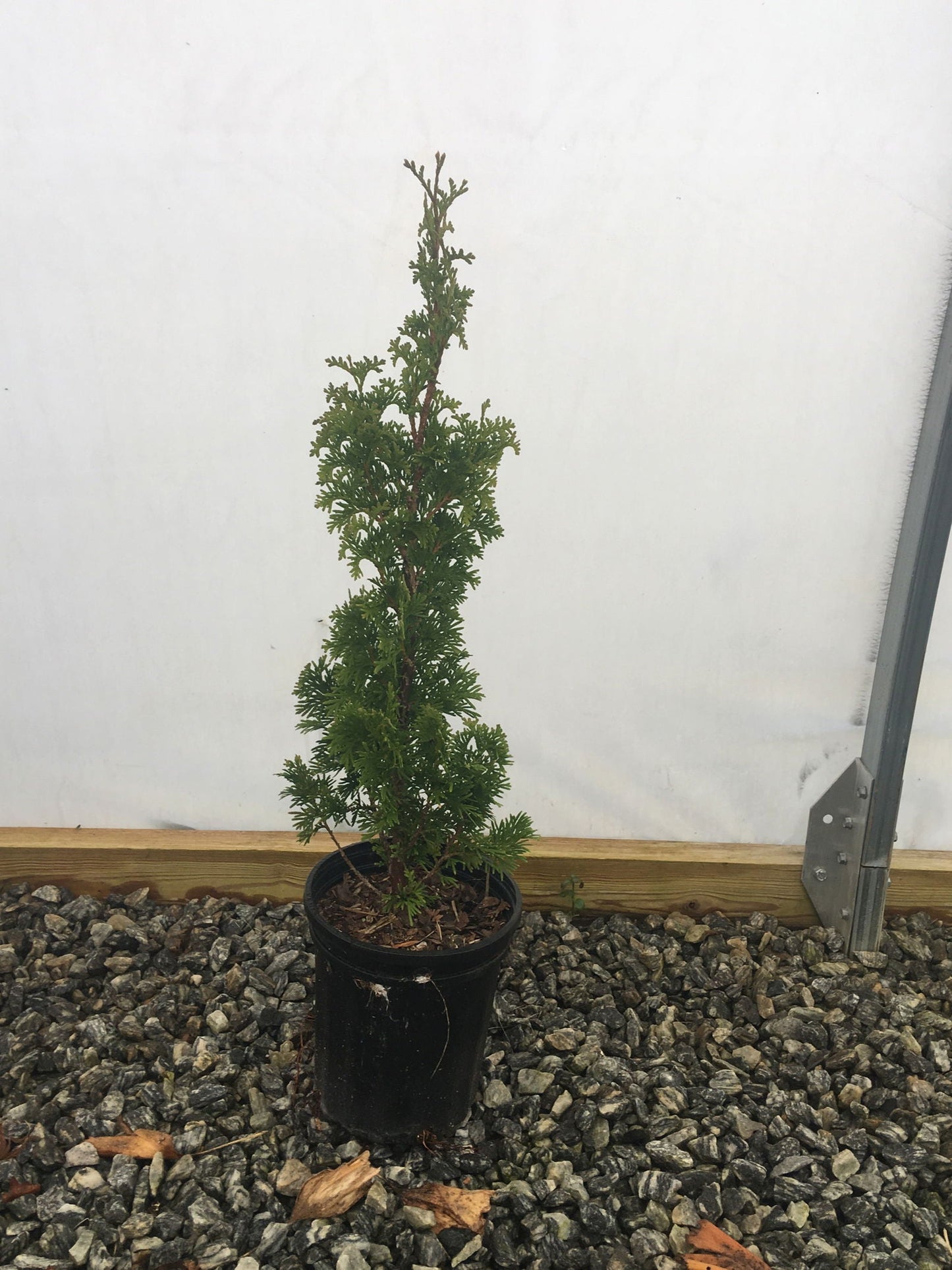 Thuja occidentalis 'Degroot's Spire' Columnar Arborvitae