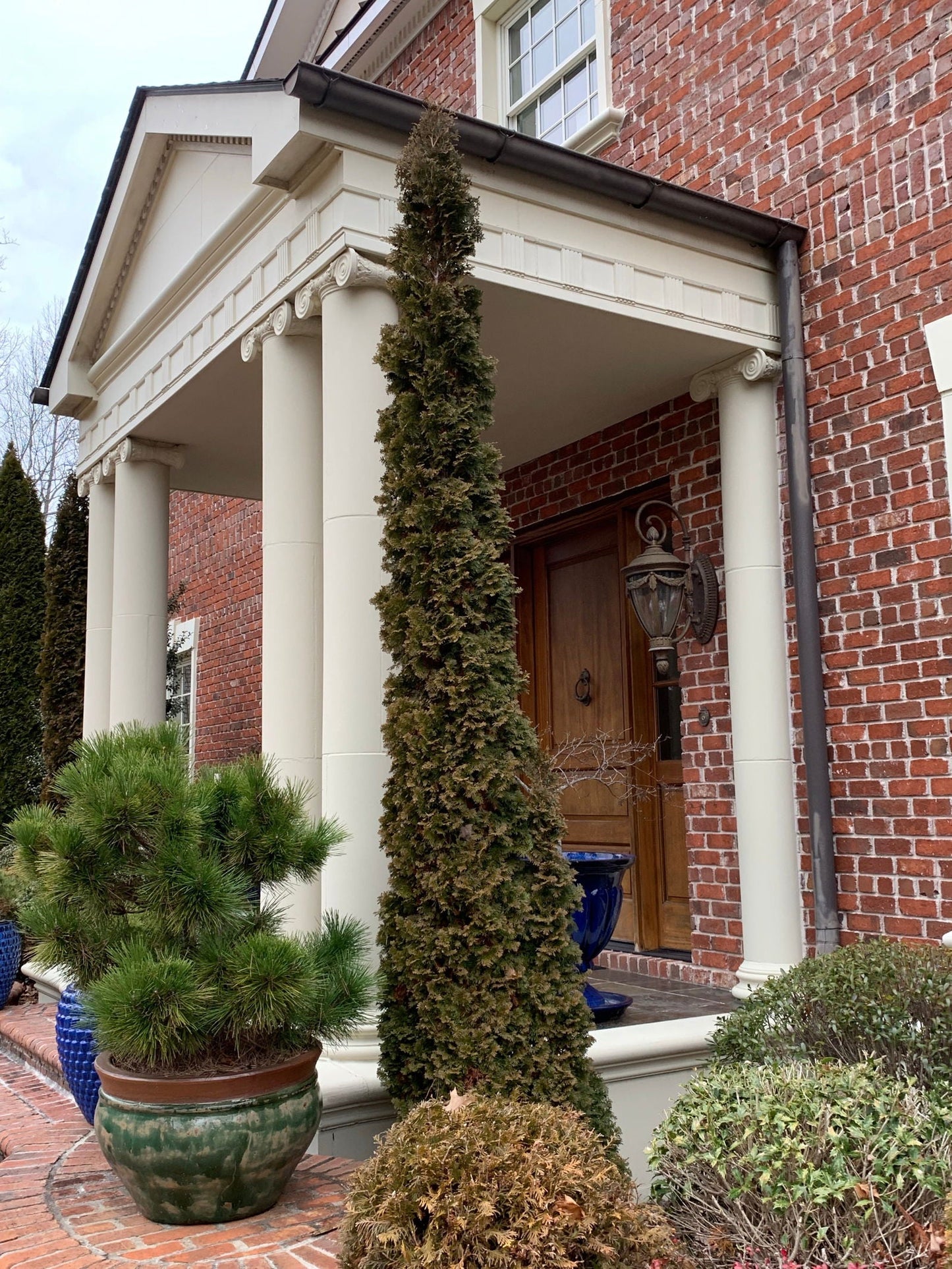 Thuja occidentalis 'Degroot's Spire' Columnar Arborvitae