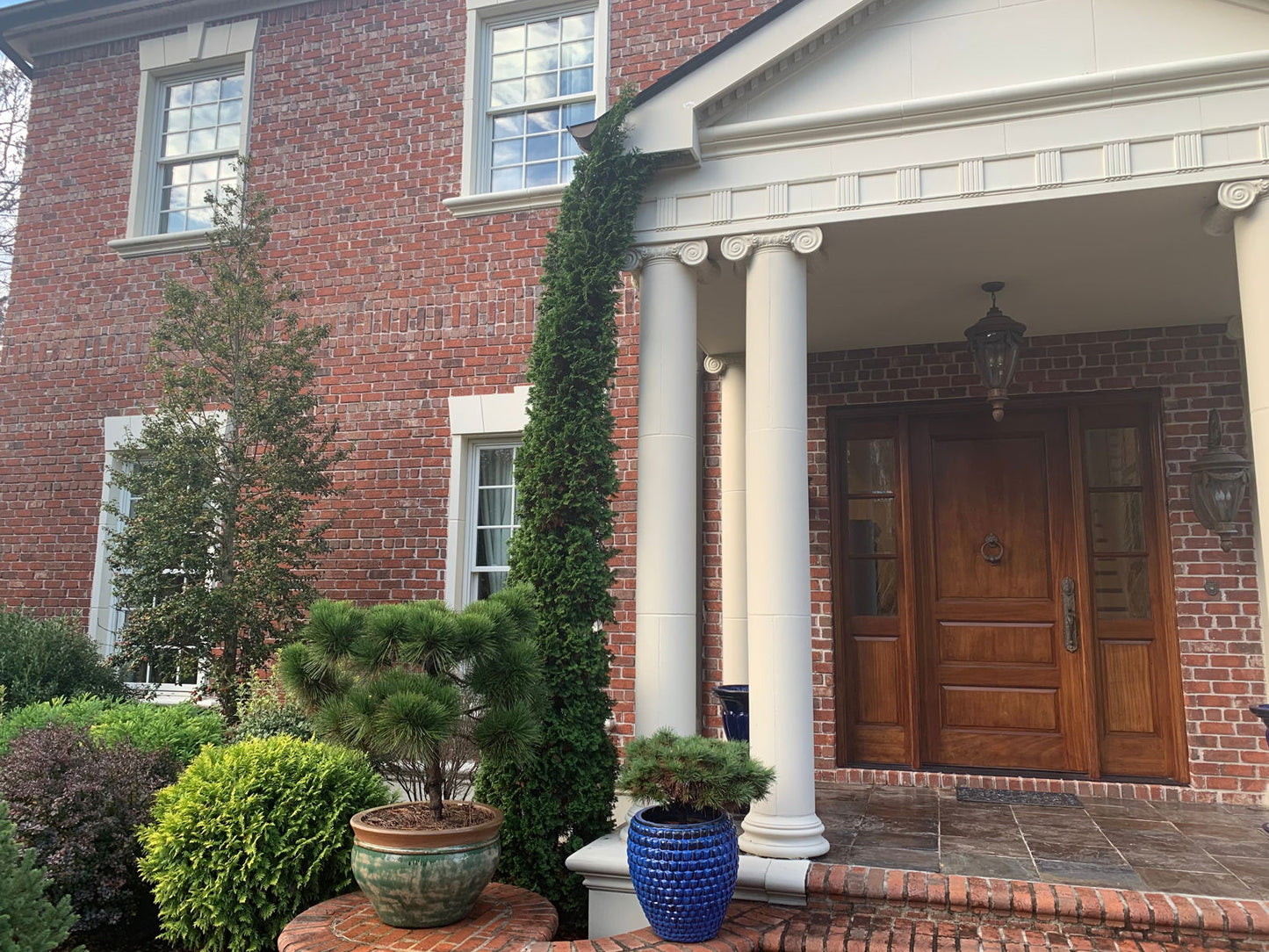 Thuja occidentalis 'Degroot's Spire' Columnar Arborvitae