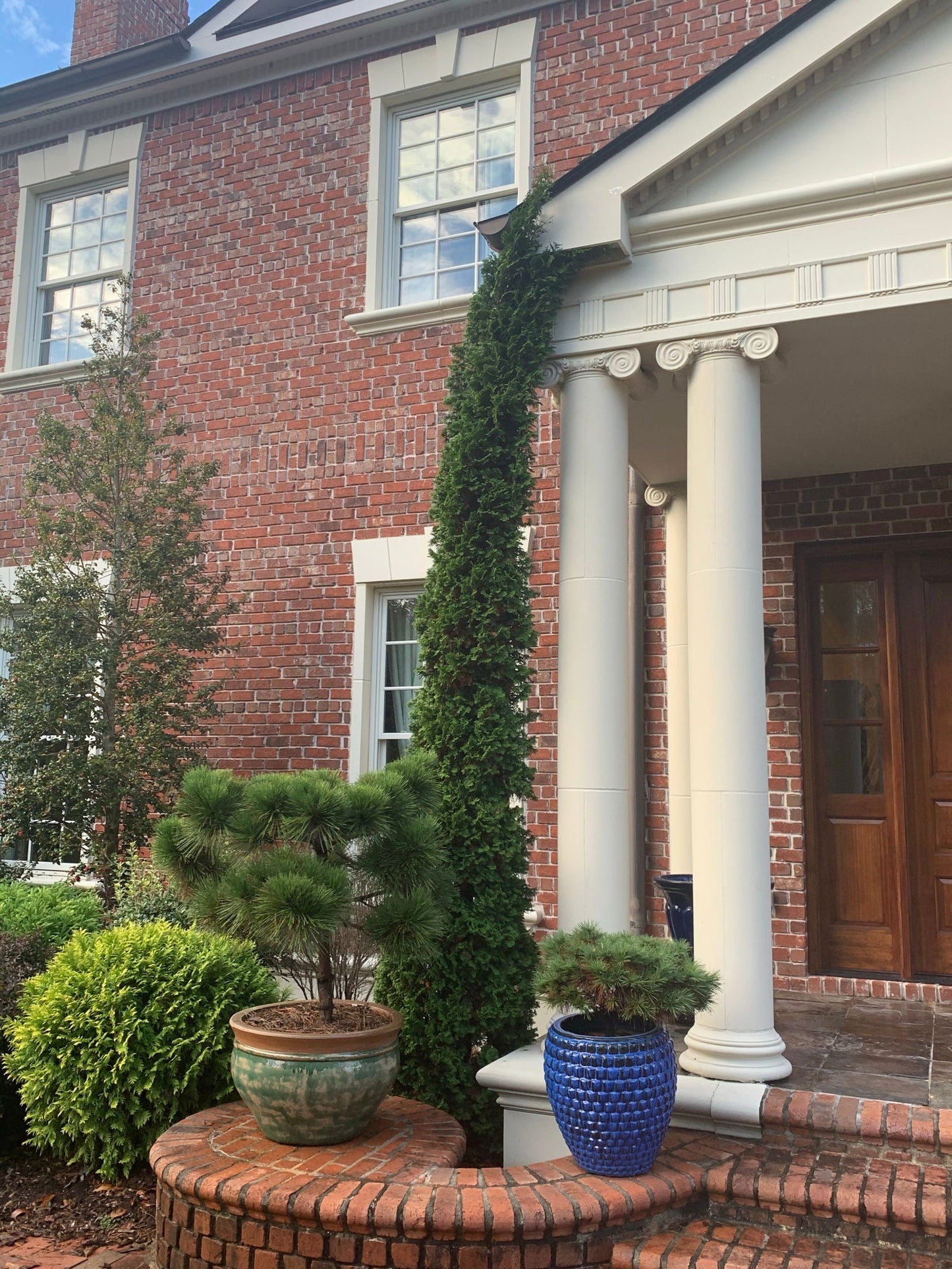 Thuja occidentalis 'Degroot's Spire' Columnar Arborvitae