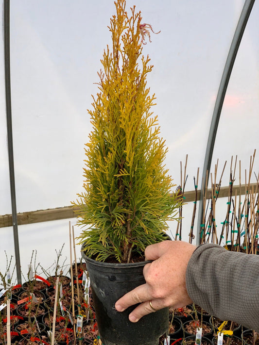 Thuja occidentalis 'Janed Gold' Highlights™ Golden Columnar Arborvitae