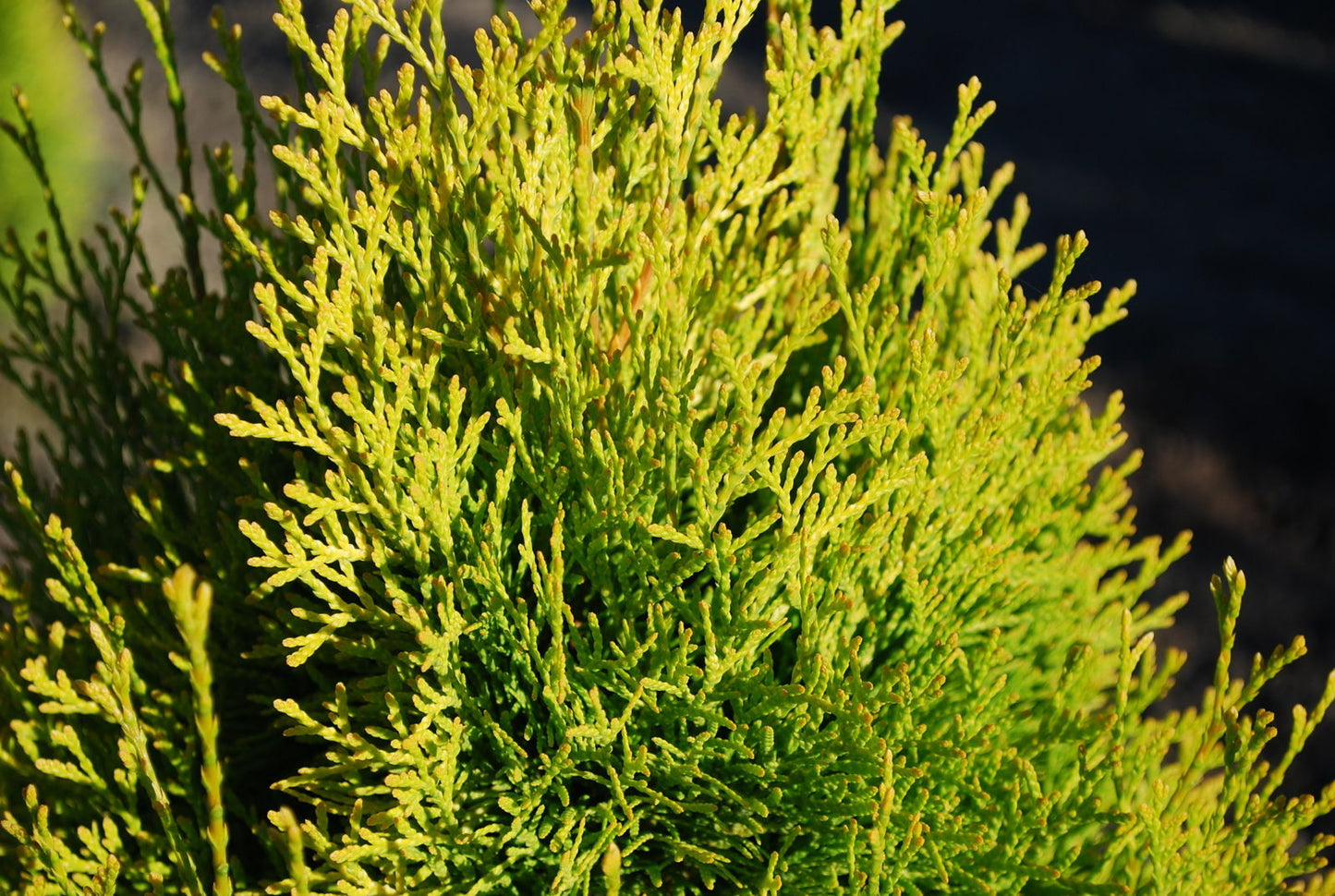 Thuja occidentalis 'Janed Gold' Highlights™ Golden Columnar Arborvitae