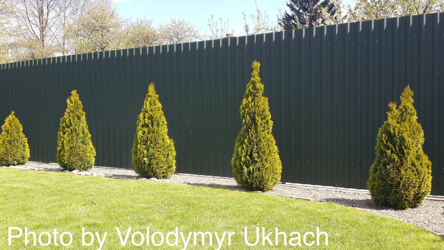 Thuja occidentalis 'Janed Gold' Highlights™ Golden Columnar Arborvitae
