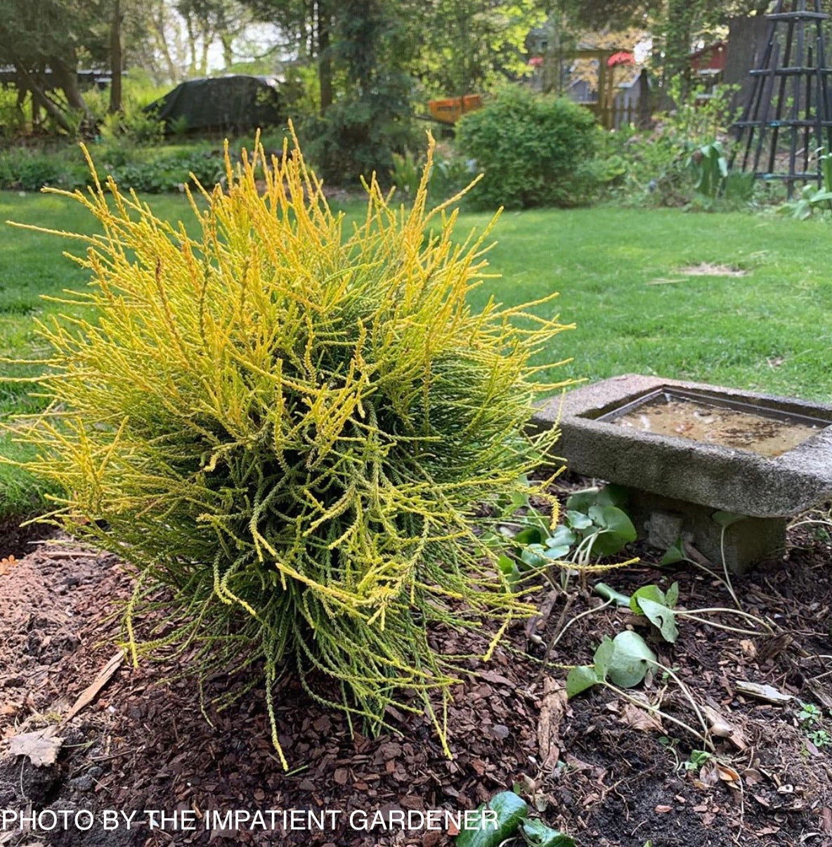Thuja orientalis 'Franky Boy' Oriental Arborvitae