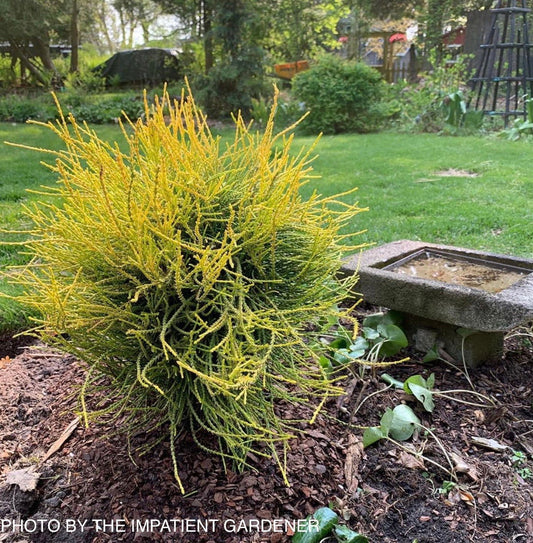 Thuja orientalis 'Franky Boy' Oriental Arborvitae