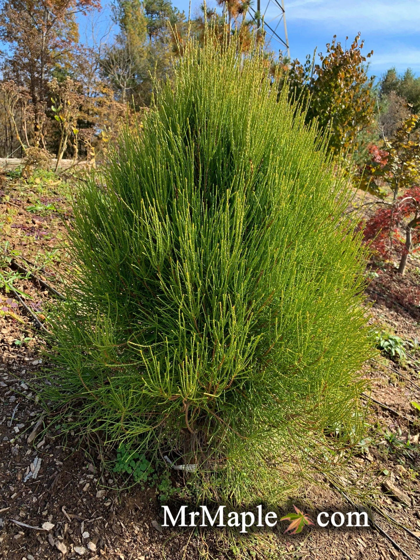 Thuja orientalis 'Franky Boy' Oriental Arborvitae