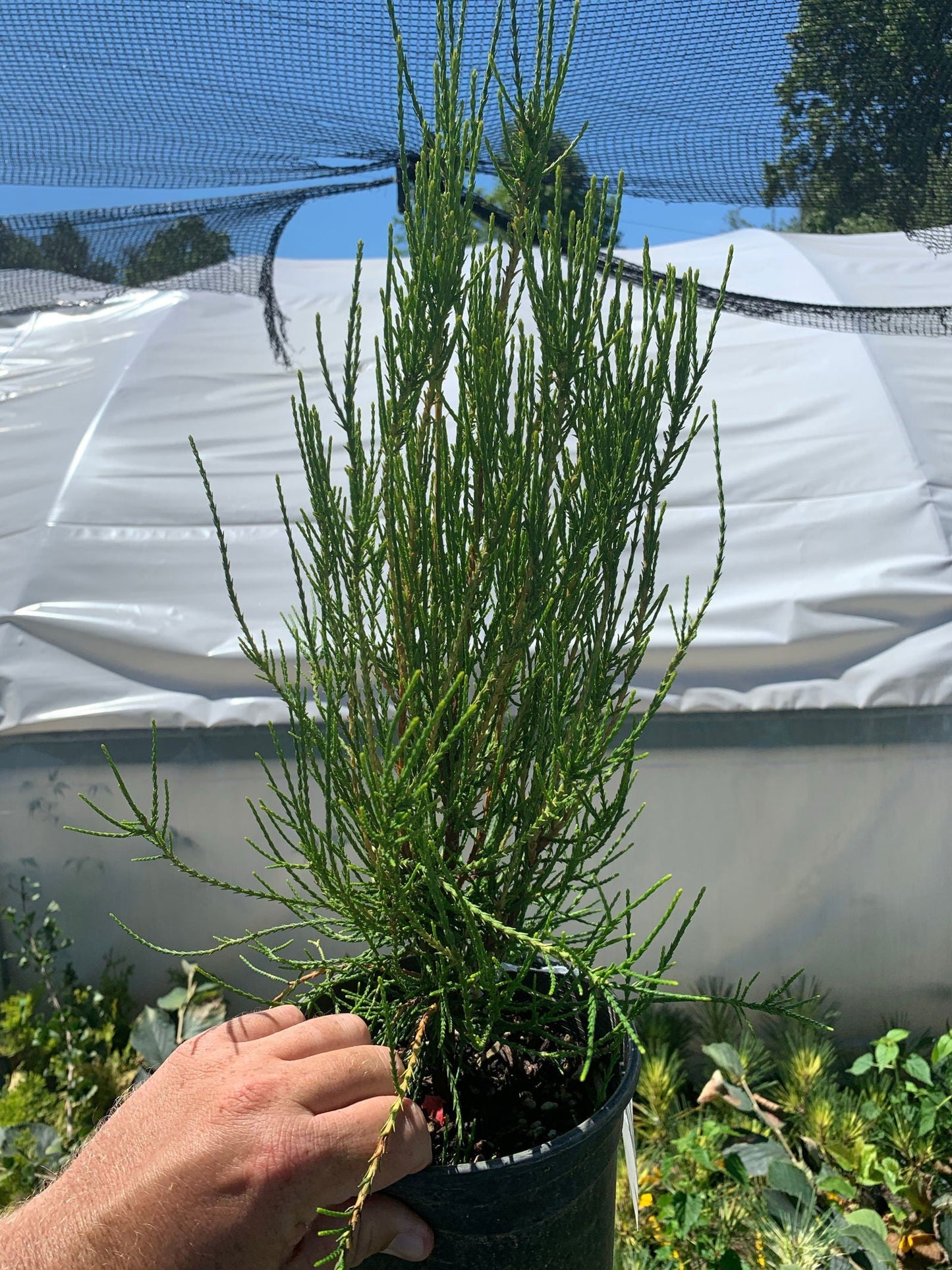Thuja orientalis 'Franky Boy' Oriental Arborvitae