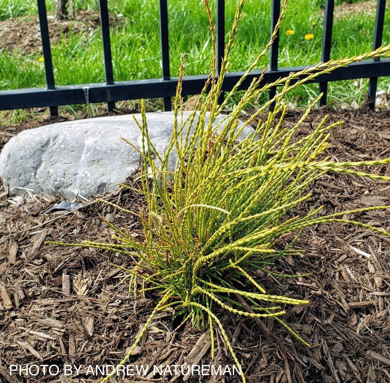 Thuja orientalis 'Franky Boy' Oriental Arborvitae