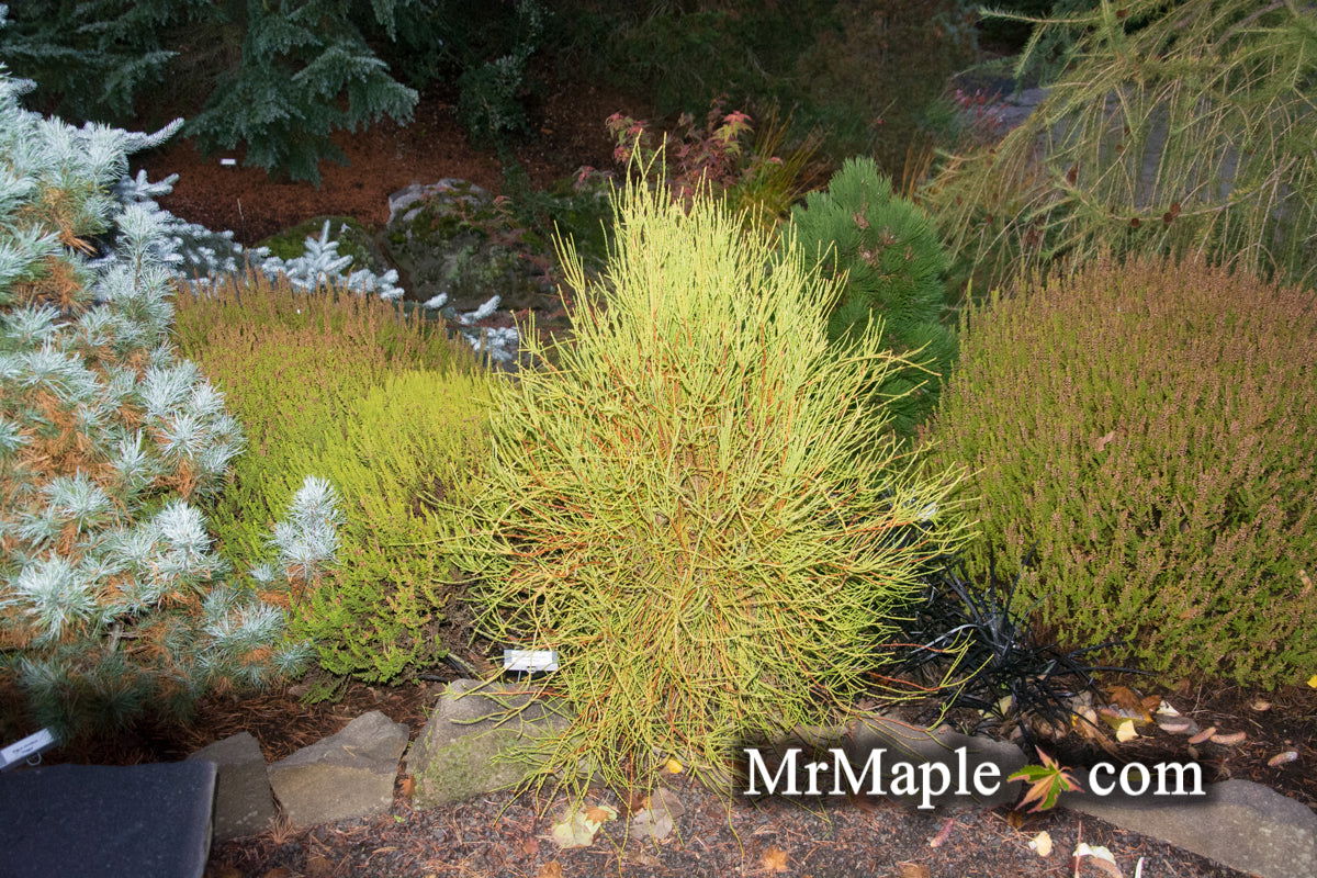 Thuja orientalis 'Franky Boy' Oriental Arborvitae
