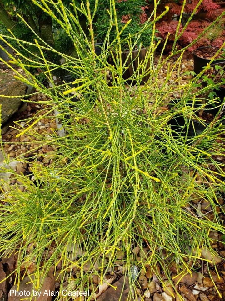 Thuja orientalis 'Franky Boy' Oriental Arborvitae