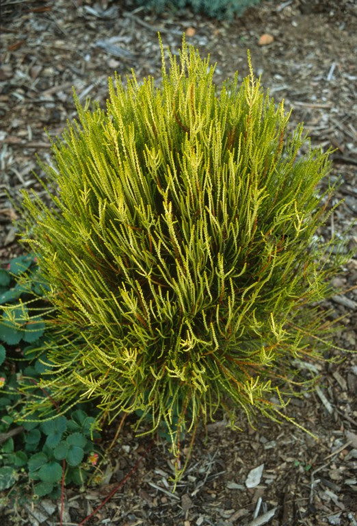 Thuja orientalis 'Franky Boy' Oriental Arborvitae