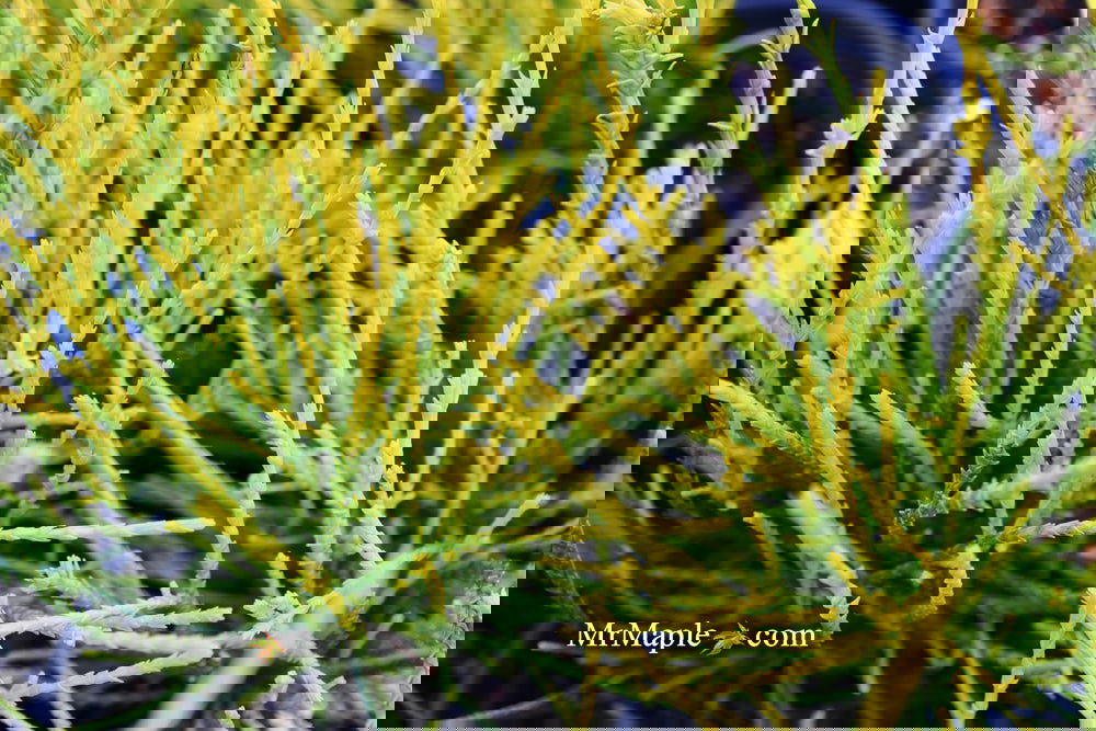 Thuja orientalis 'Franky Boy' Oriental Arborvitae