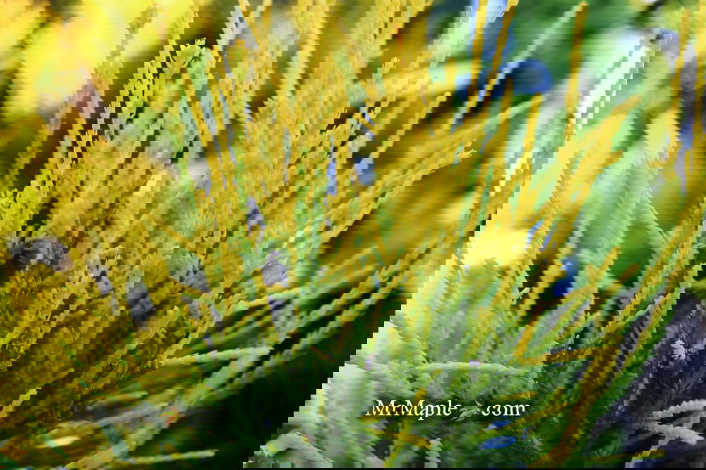 Thuja orientalis 'Franky Boy' Oriental Arborvitae