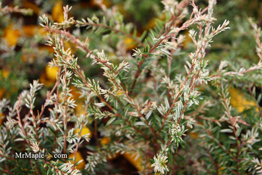Tsuga canadensis 'Gentsch White' Canadian Hemlock