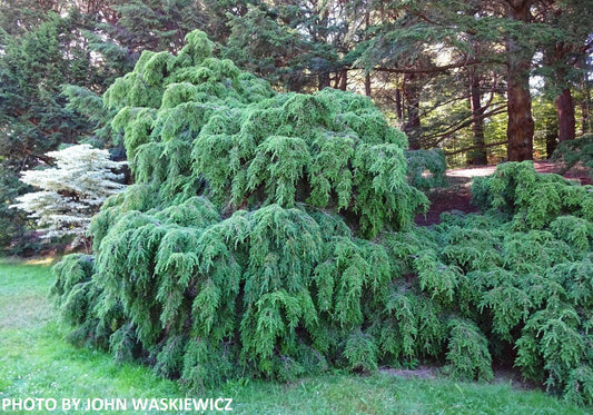 Tsuga canadensis 'Pendula' Dwarf Weeping Hemlock