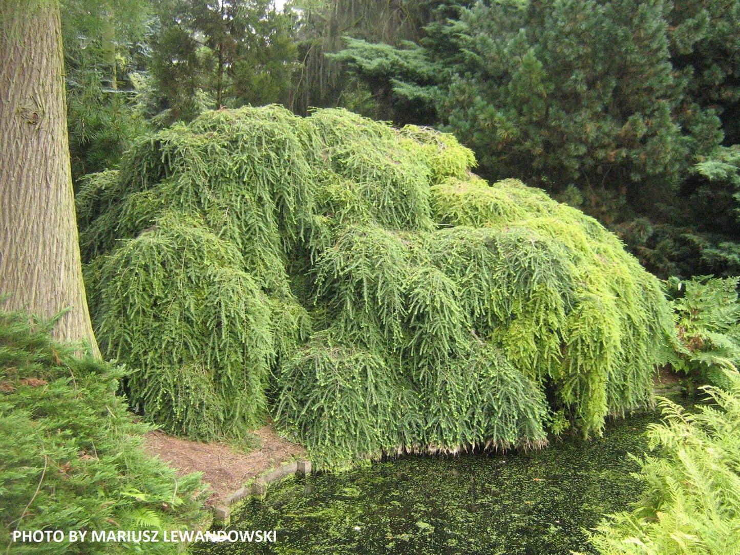 Tsuga canadensis 'Pendula' Dwarf Weeping Hemlock