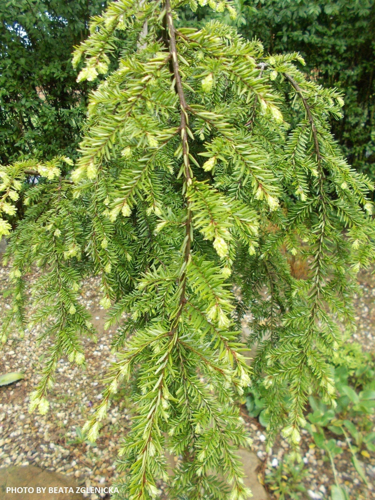 Tsuga canadensis 'Pendula' Dwarf Weeping Hemlock