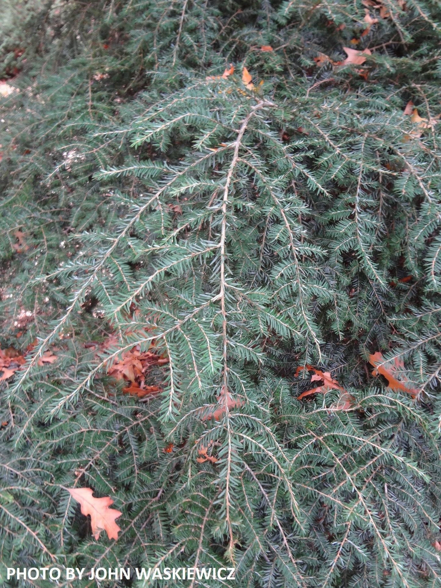 Tsuga canadensis 'Pendula' Dwarf Weeping Hemlock