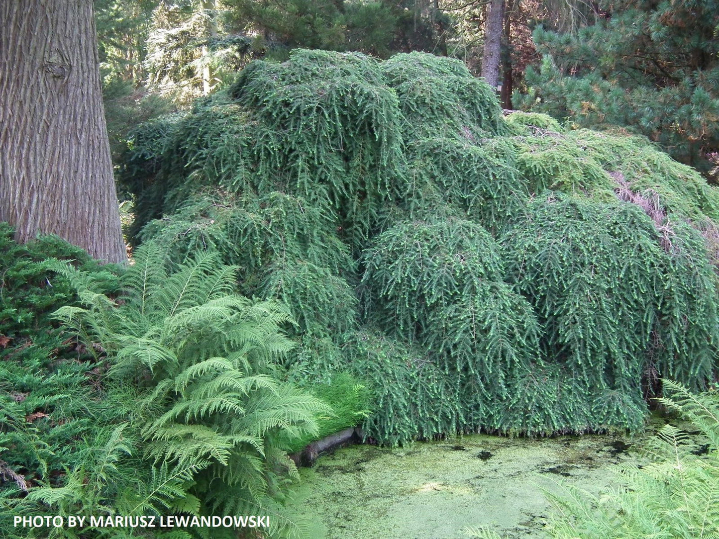 Tsuga canadensis 'Pendula' Dwarf Weeping Hemlock