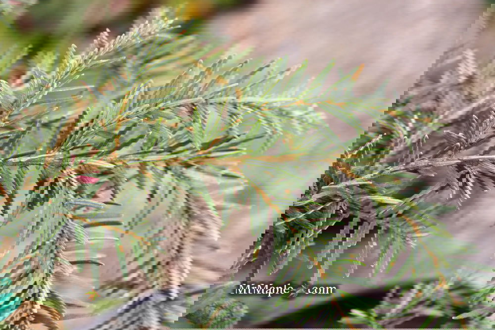 Tsuga canadensis 'Pendula' Dwarf Weeping Hemlock