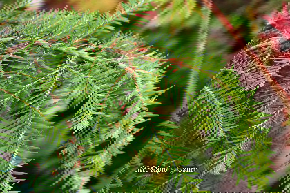 Tsuga canadensis 'Pendula' Dwarf Weeping Hemlock