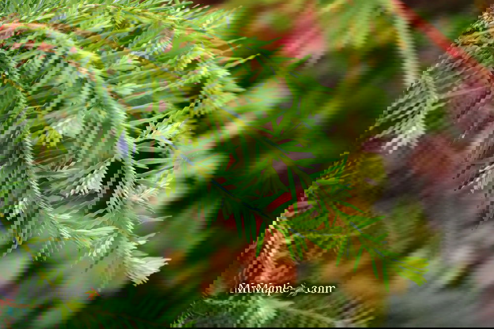 Tsuga canadensis 'Pendula' Dwarf Weeping Hemlock