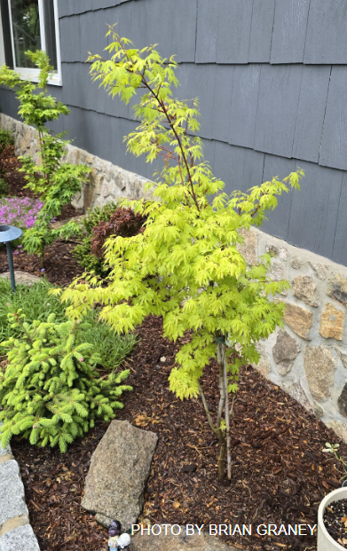 Acer palmatum 'Anne-Irene' Japanese Maple