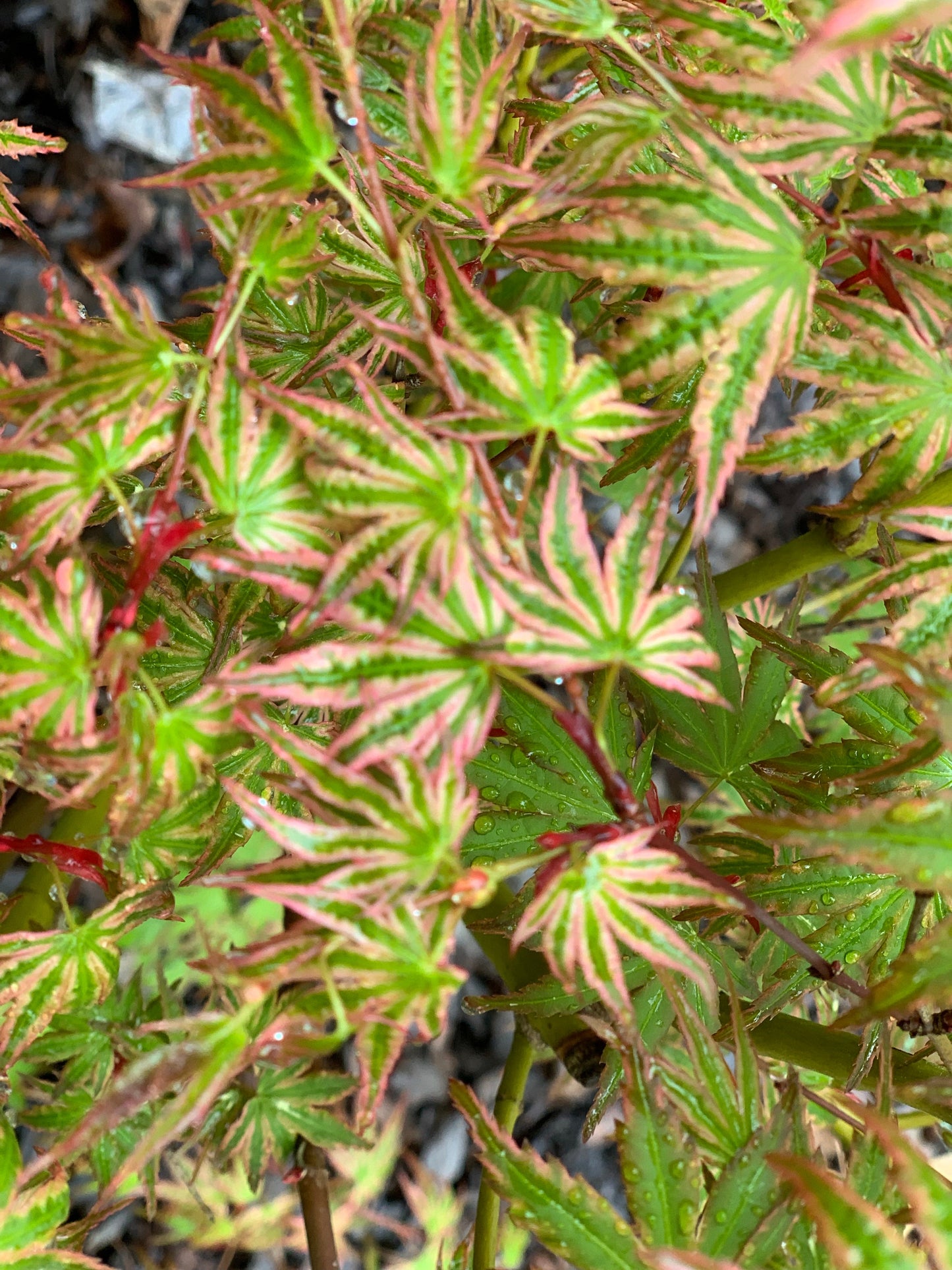 Acer palmatum 'Ikandi' Japanese Maple