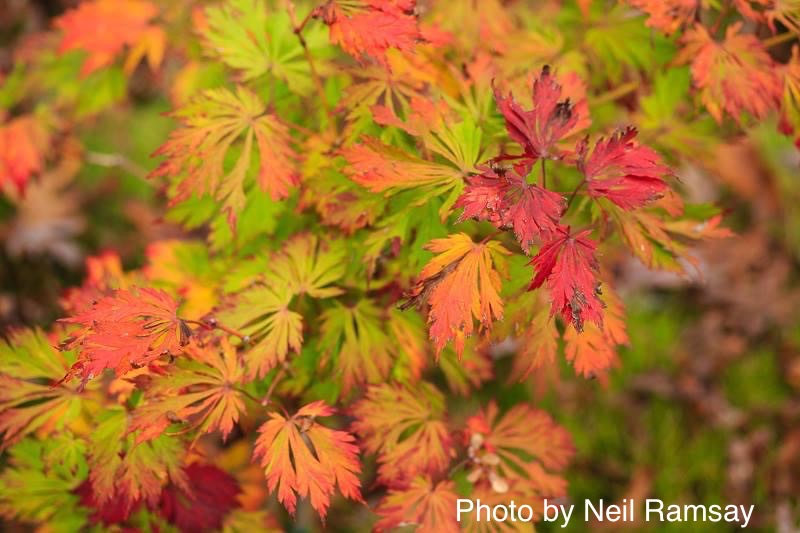 Acer japonicum 'Mai kujaku' Dancing Peacock Japanese Maple