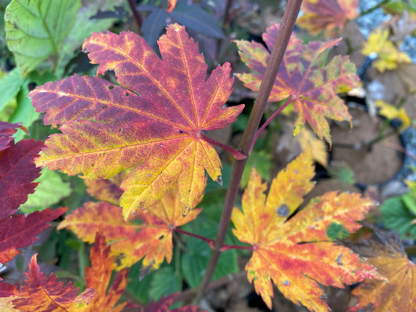 Acer japonicum 'Emmett's Pumpkin' Full Moon Japanese Maple