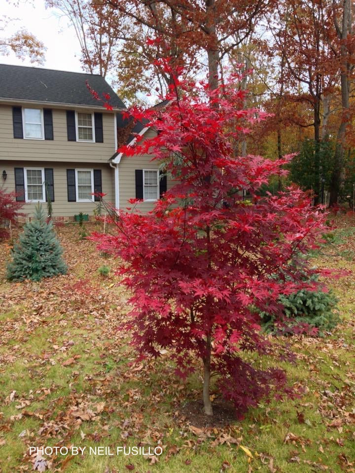 Acer palmatum 'Emperor 1' Japanese Maple Tree