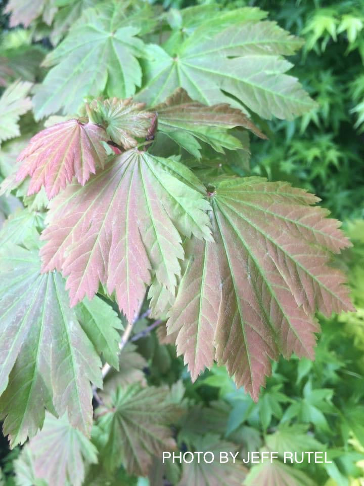 Acer japonicum 'Emmett's Pumpkin' Full Moon Japanese Maple