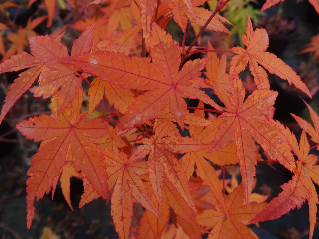 Acer palmatum 'Ikandi' Japanese Maple