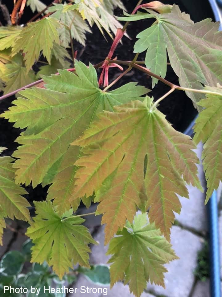 Acer japonicum 'Emmett's Pumpkin' Full Moon Japanese Maple