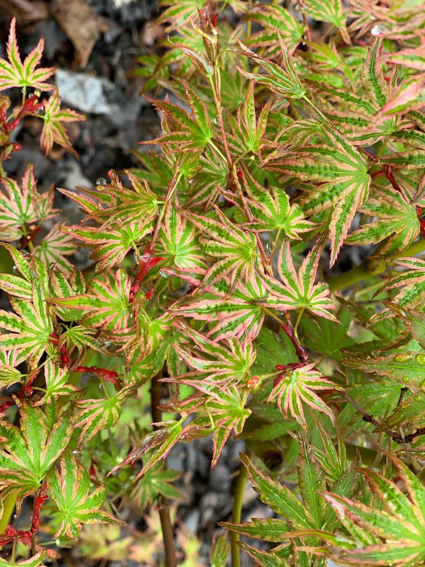 Acer palmatum 'Ikandi' Japanese Maple