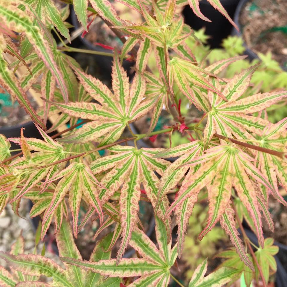 Acer palmatum 'Ikandi' Japanese Maple