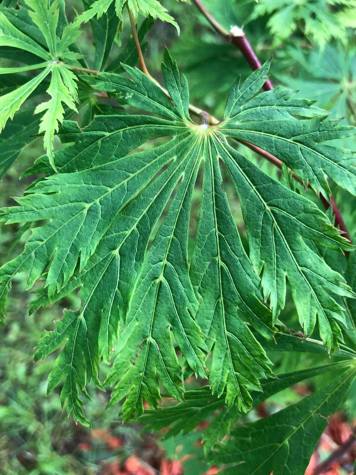 Acer japonicum 'Mai kujaku' Dancing Peacock Japanese Maple