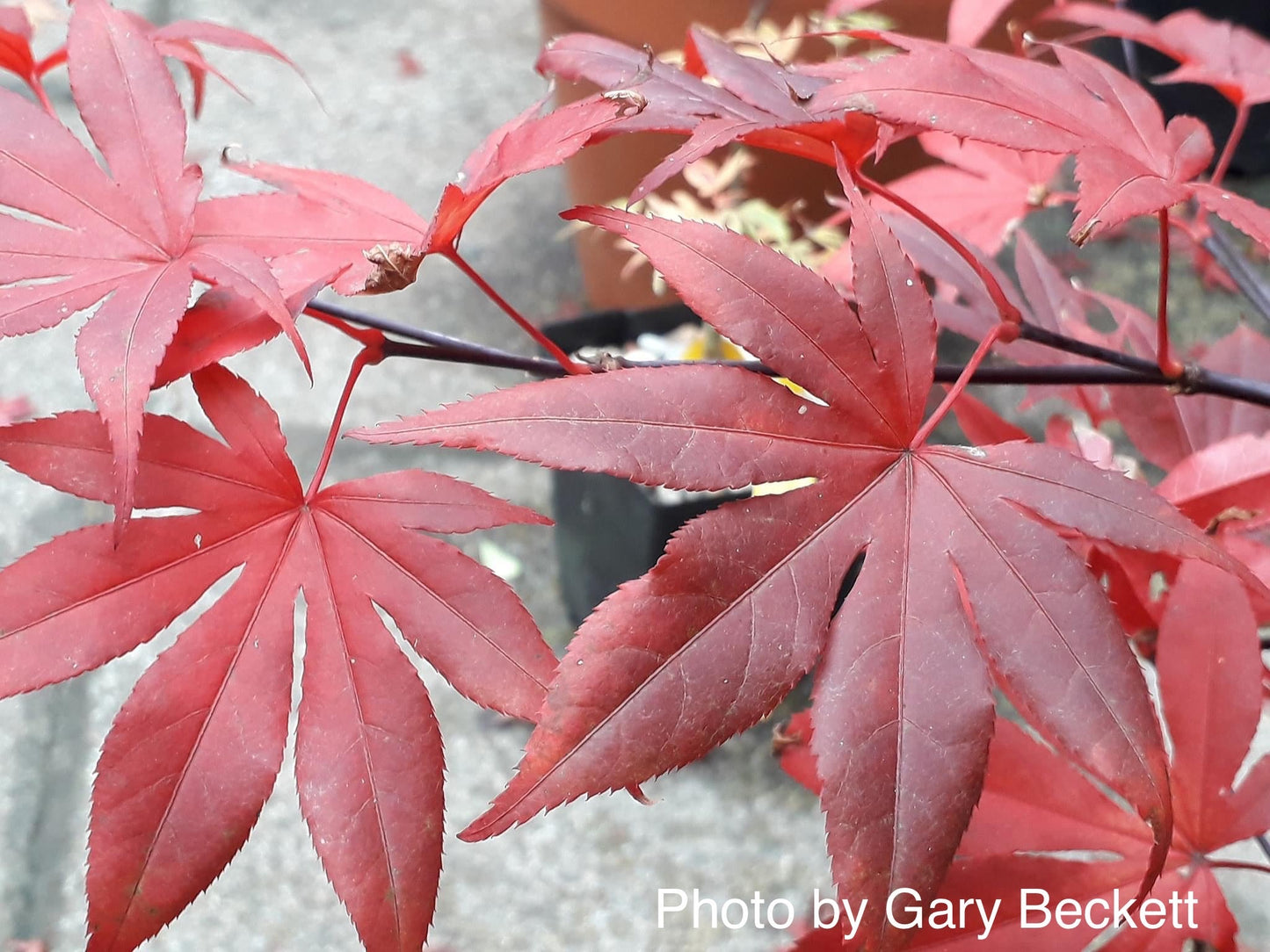 Acer palmatum 'Emperor 1' Japanese Maple Tree