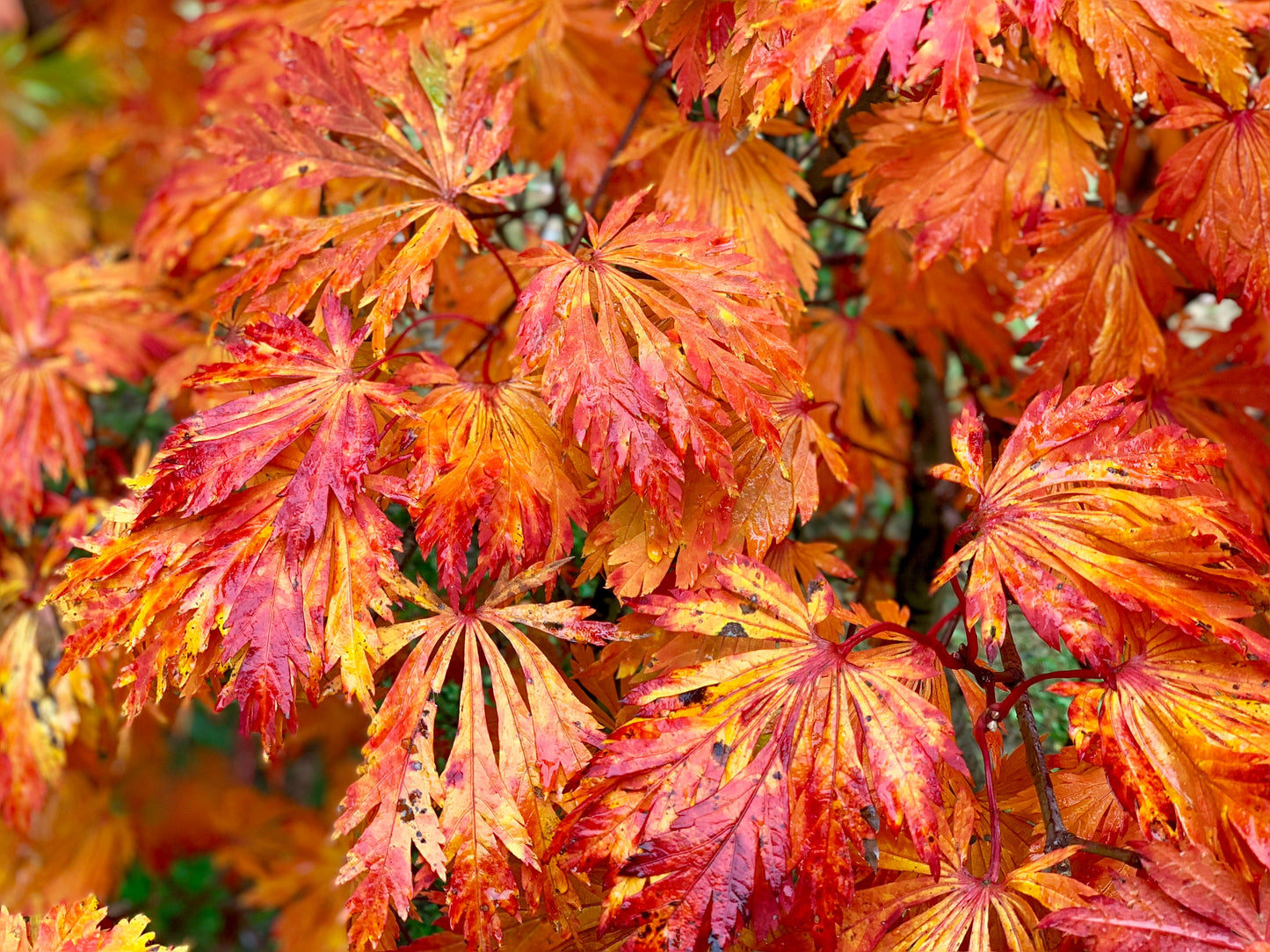 Acer japonicum 'Mai kujaku' Dancing Peacock Japanese Maple