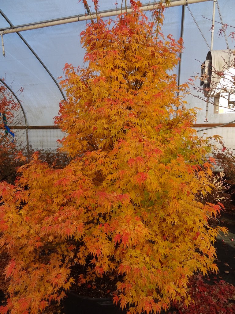 Acer palmatum 'Ikandi' Japanese Maple