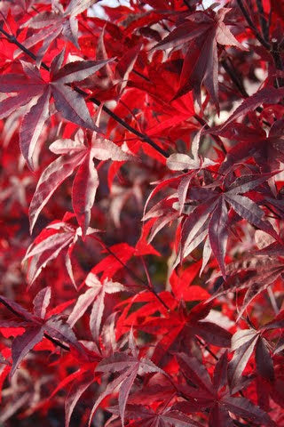 Acer palmatum 'Emperor 1' Japanese Maple Tree
