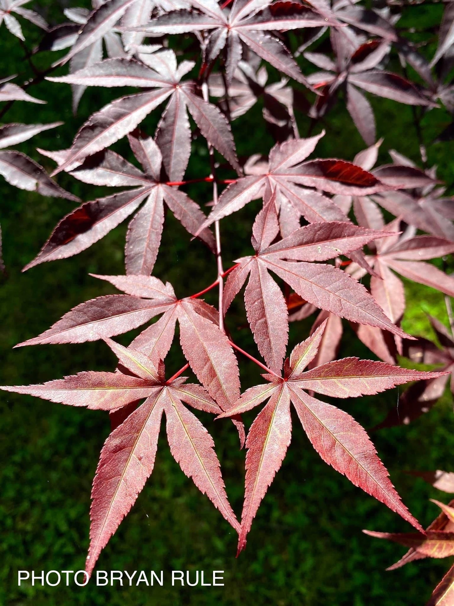 Acer palmatum 'Emperor 1' Japanese Maple Tree
