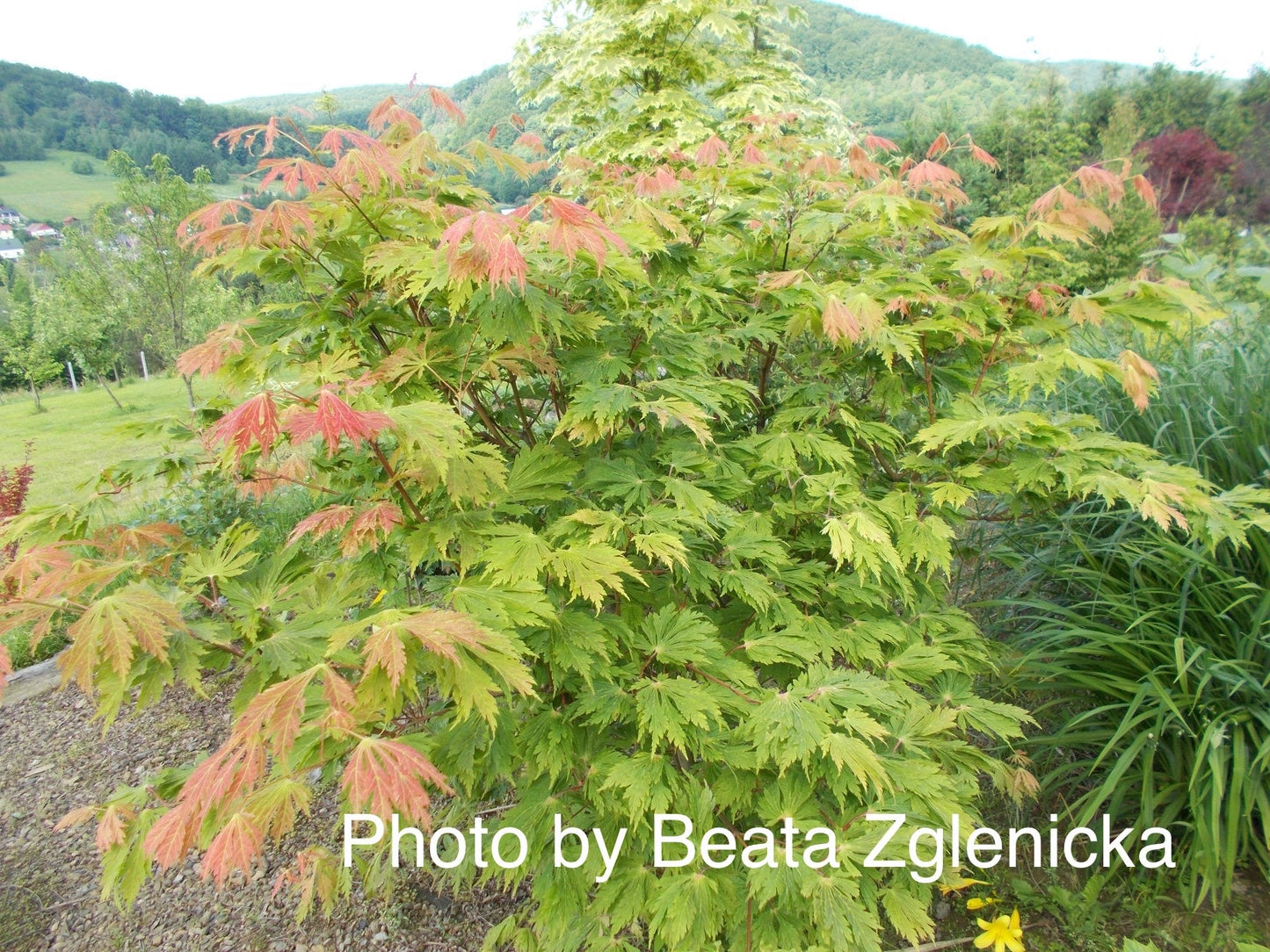 Acer japonicum 'Mai kujaku' Dancing Peacock Japanese Maple