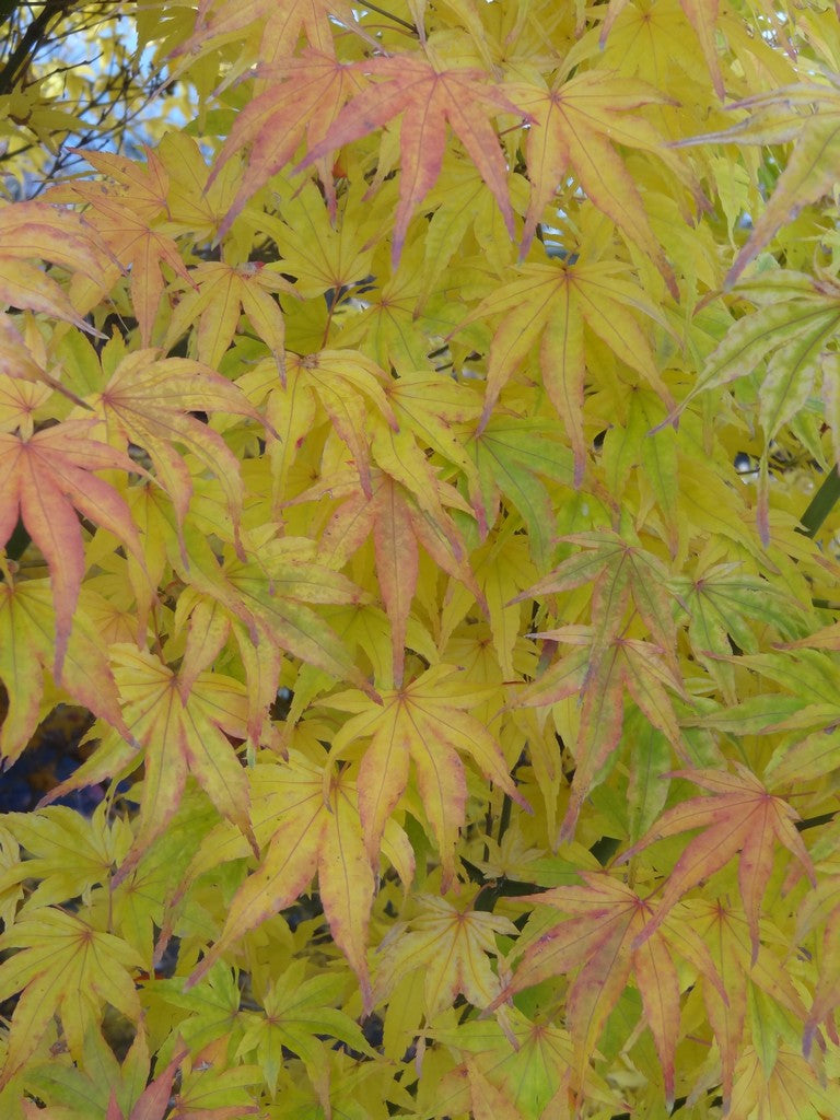Acer palmatum 'Ikandi' Japanese Maple