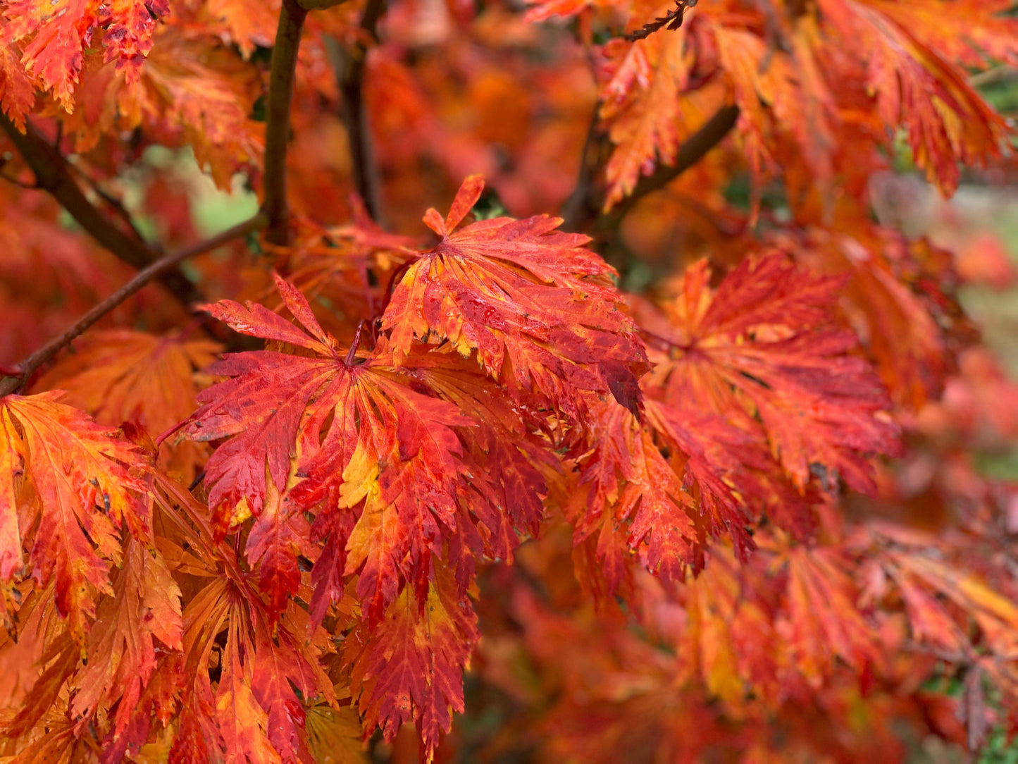 Acer japonicum 'Mai kujaku' Dancing Peacock Japanese Maple