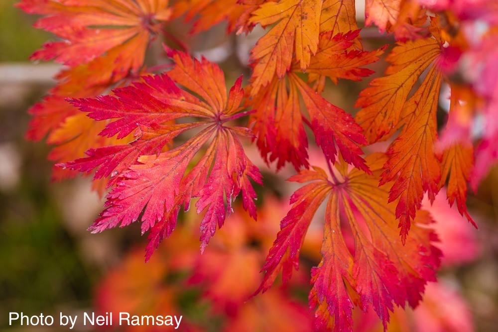 Acer japonicum 'Mai kujaku' Dancing Peacock Japanese Maple